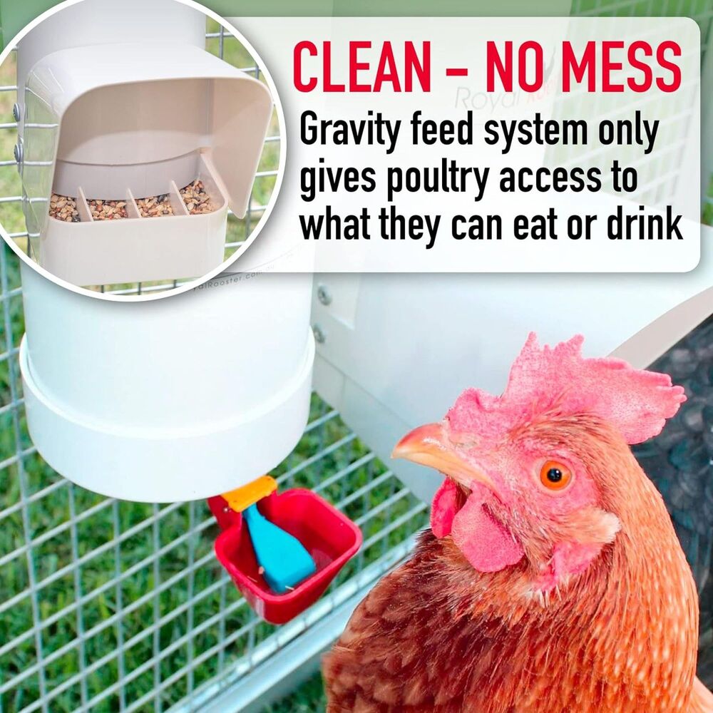 Royal Rooster Chicken Feeder and Waterer Set, 1 Gal Waterer & 7lb Feeder - Picture 6 of 8